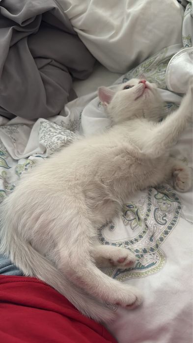 Отдадим котенка в добрые руки