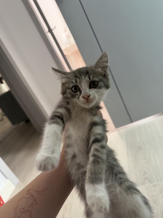 Котенок в хорошие руки