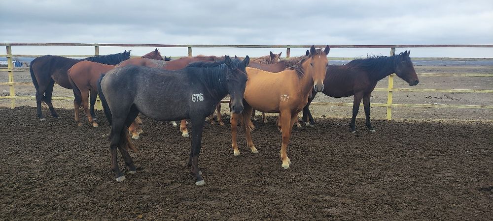 еркек тай сатылады