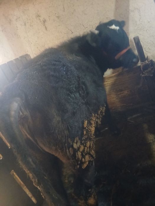 Семіз бука сатылады