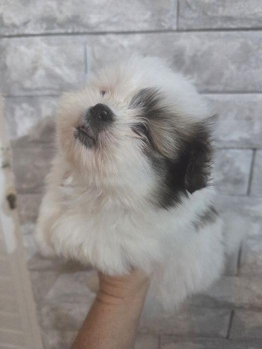 Шираниан --Ши Тцу - Померан