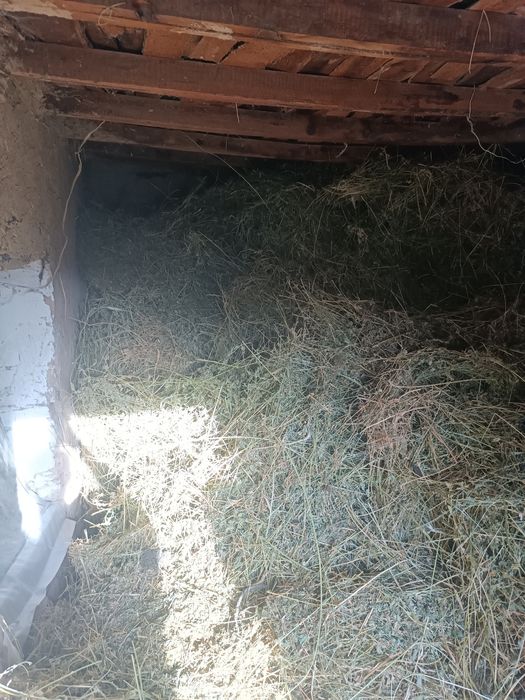 Beda sotiladi uyda hovilda orilgan