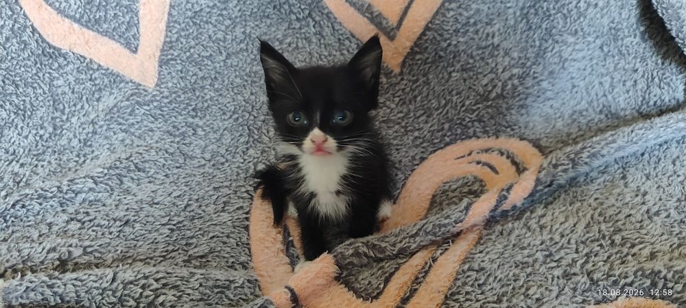 Отдам котят в добрые руки