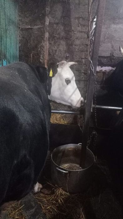 Продам корову высокоудойную