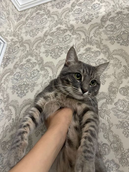 Отдам даром котенка мальчик