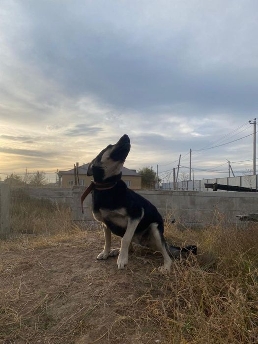 Даром собака и щенки