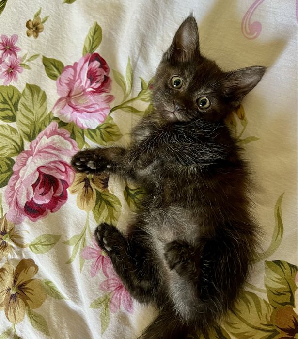 Отдам котят в добрые руеи