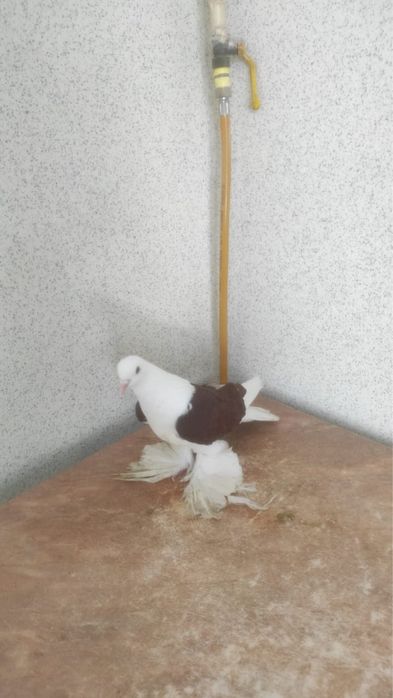 Продам голубей 30.000 голова