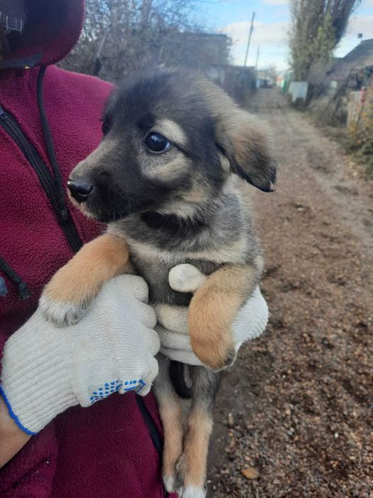 Отличные ребята - кутята