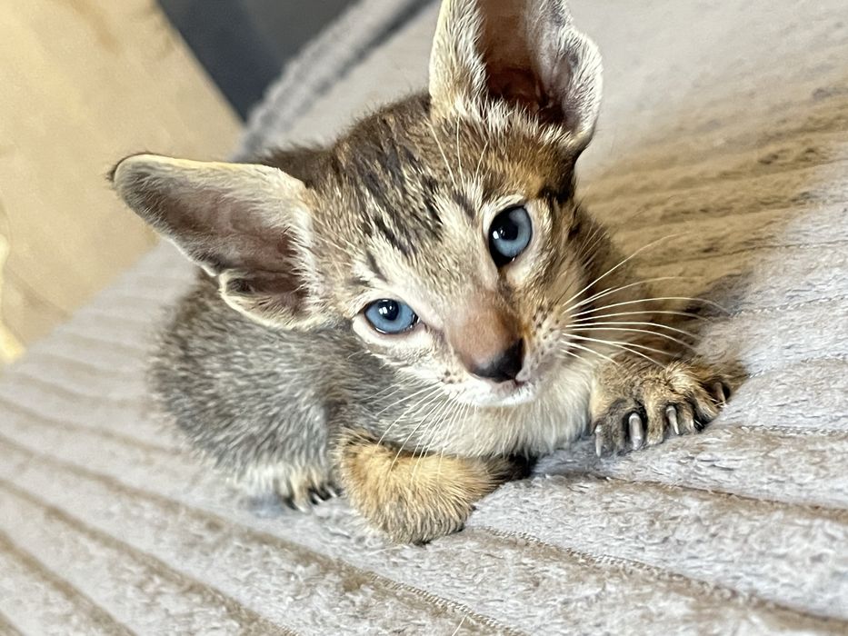 Ориентальные котята