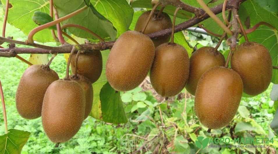 Йирик Киви кўчатлари