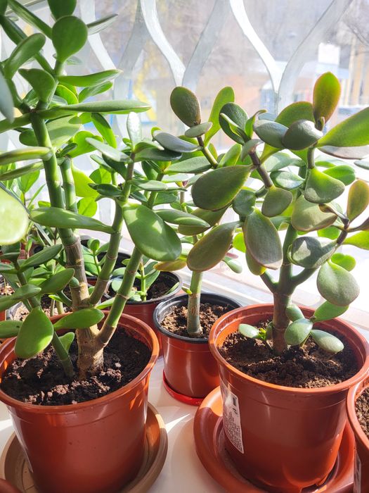 Комнатные цветы живые