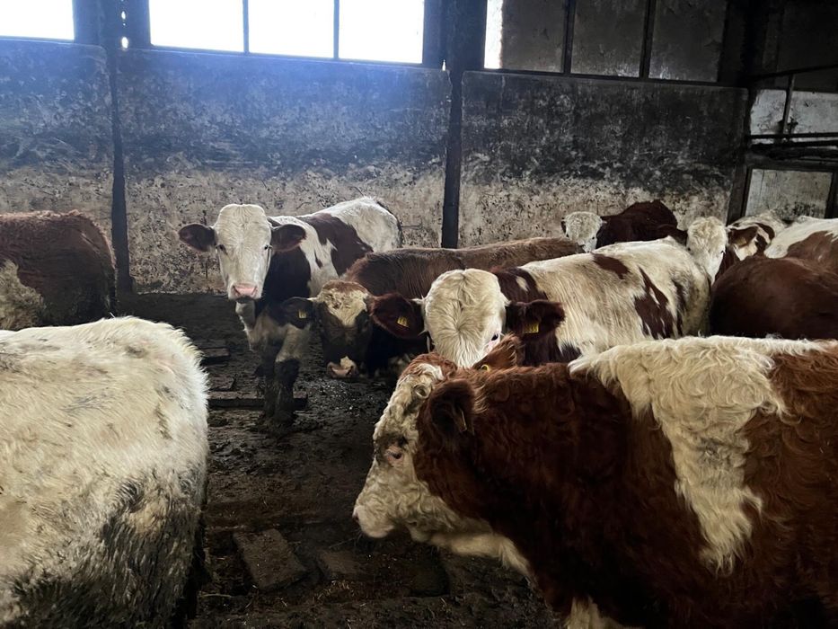 Vand vitei  20 lei/kg