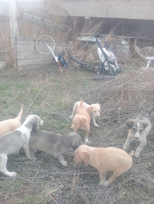 Шенки тазы продам