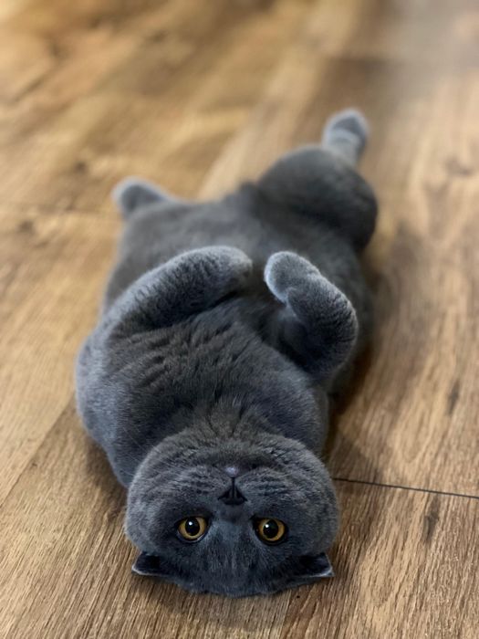 Шотландский котик в добрые руки