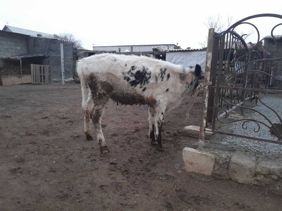 Еки кашарлар сатылады