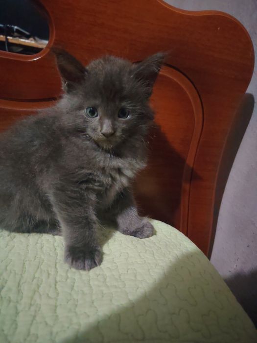 Котенок Мейн куна