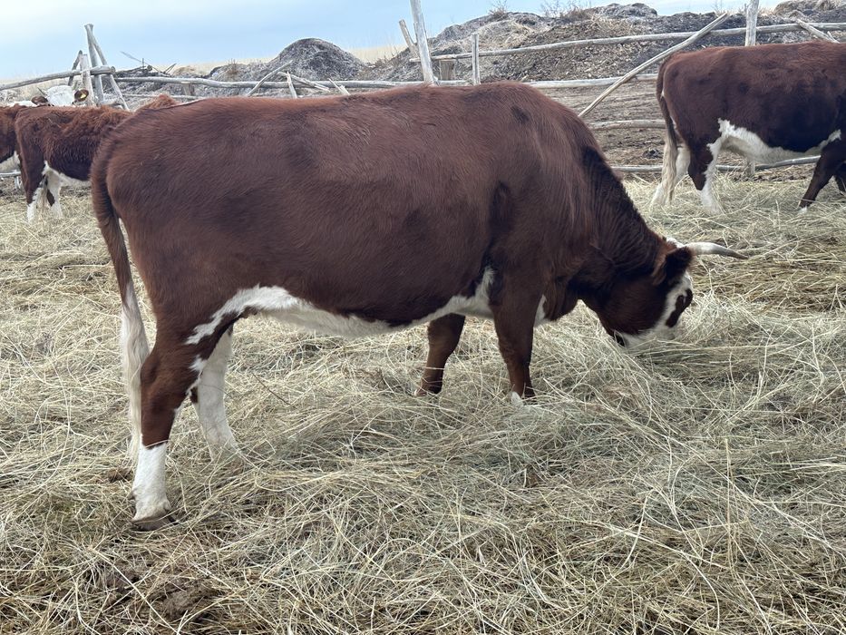 Мен кискаға стакандарды қойдым.
