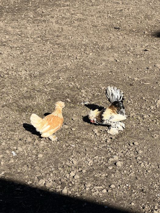 оплодени яйца за люпене порода шабо и струмски бантам