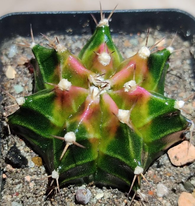 Вариегатные Кактусы