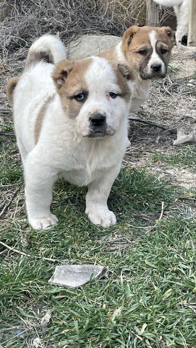 Алабай күшіктер сатылады