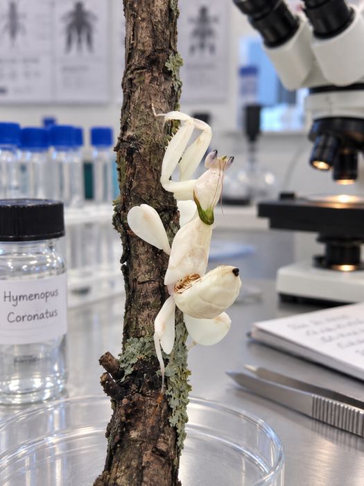 Orchid Mantis Hymenopus coronatus Călugăriță Orhidee Crescută în Captivitate hrana muste micute de vanzare pe cont / insta: Exotic rare insects