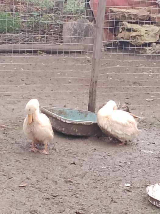 Продавам юрдечки 4 ж+4м 8 бр общо 30лв на бр.