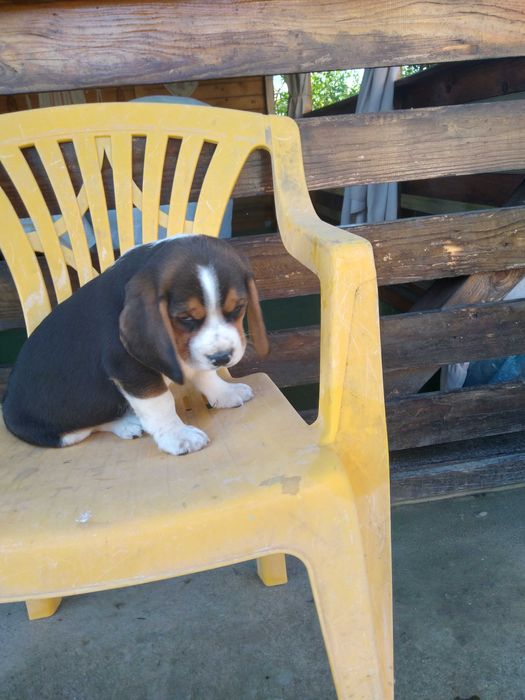 Beagle pui 2 luni