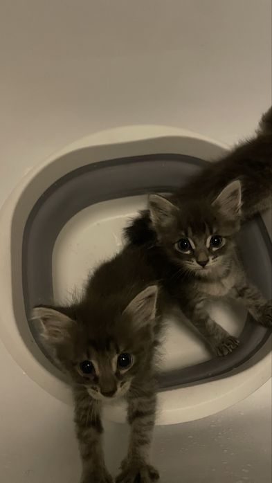отдам котят в добрые руки