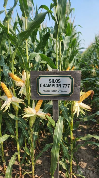 Chempion silos 777