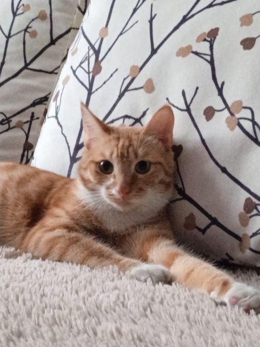 Отдам котика в добрые руки