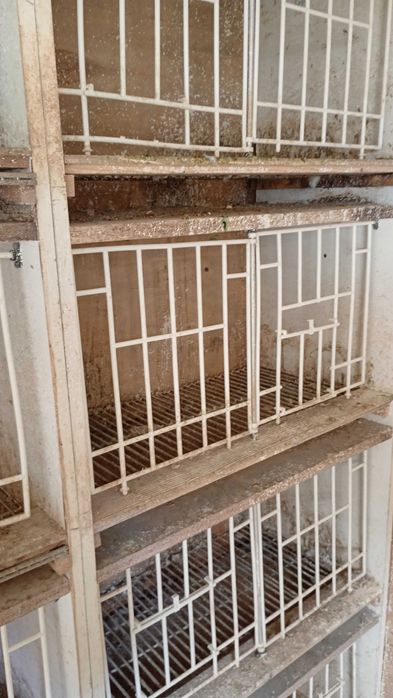 Boxe porumbei de vânzare