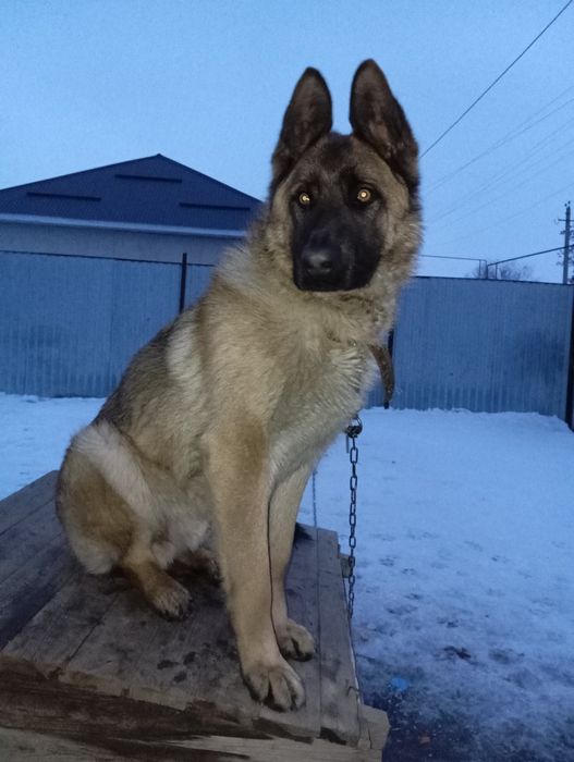 Животные собаки овчарка