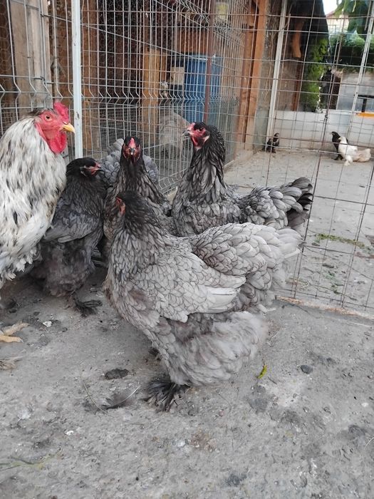 Brahma albastru 2024
