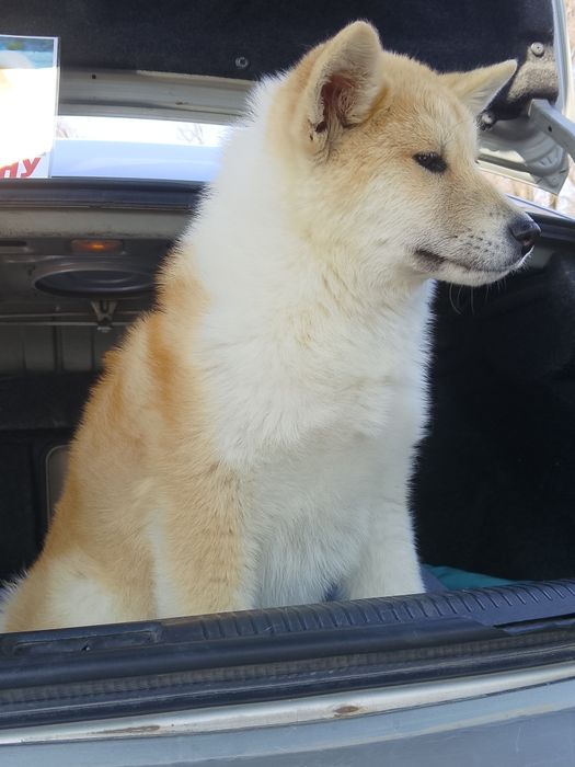 Акита Ину ( Хатико )