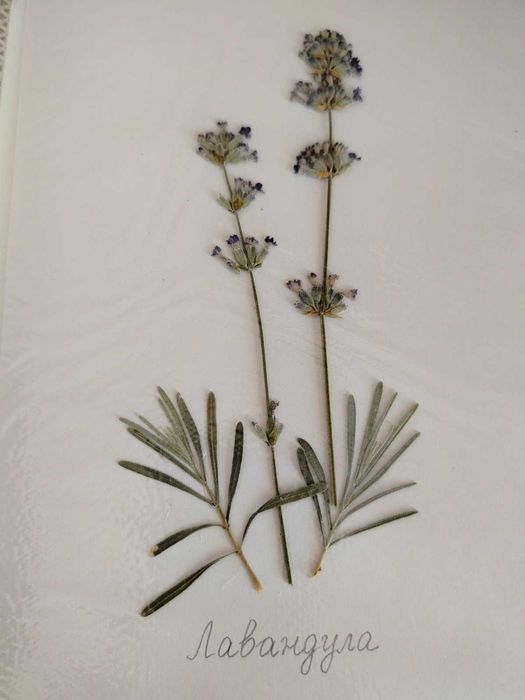 Ученически хербарии 3-7 клас, 17 стр. РЪЧНА декорация