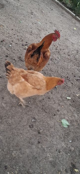 Vând găini outoare