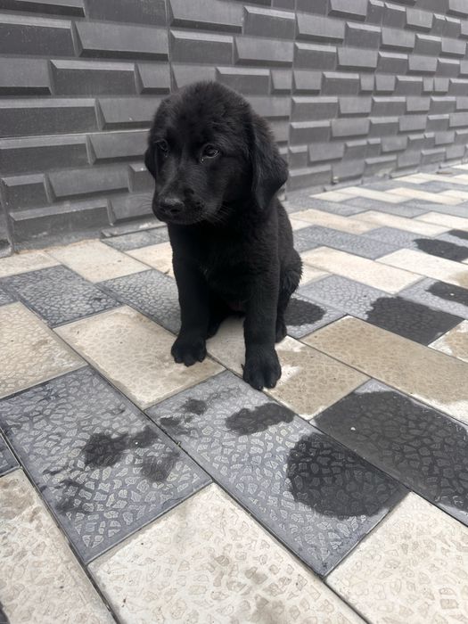 Продам девочку лабрадор