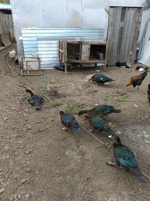 Продам индоуток.