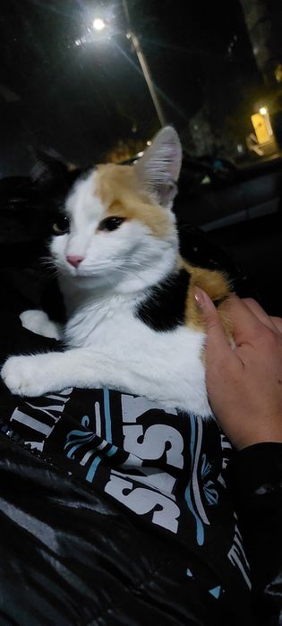 кошечка трехцветная