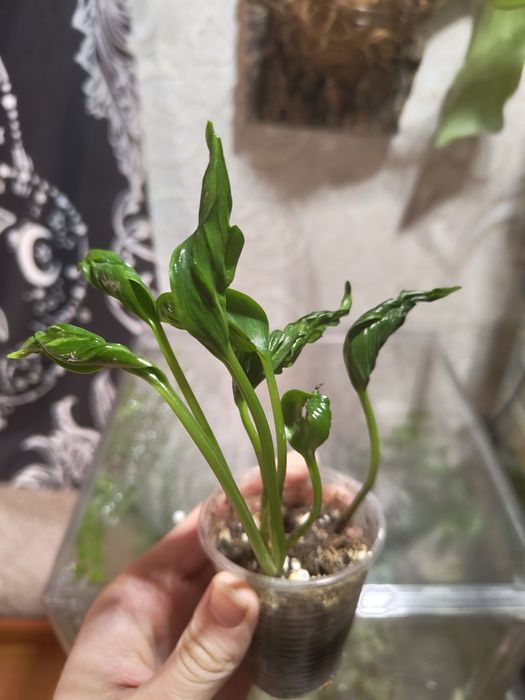 Эпипремнум годзила