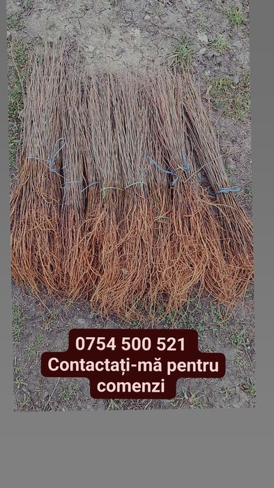 Puieti de salcâm de la 30 bani-1.20 bani