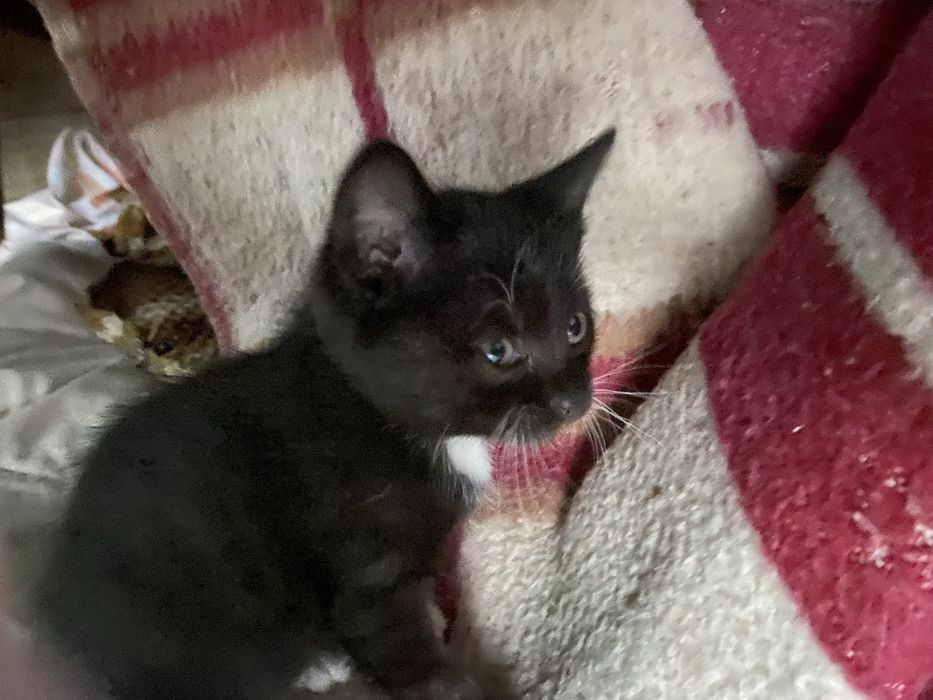 Отдам котёнка в добрые руки