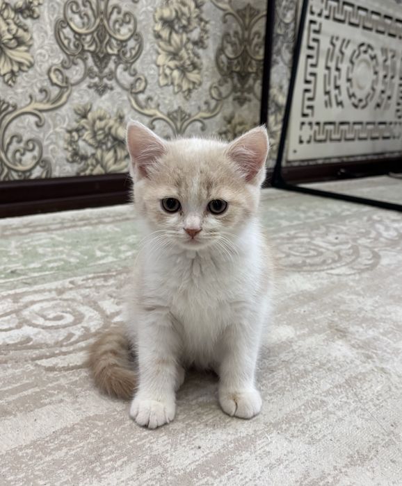 Скотиш страйт бежевый котёнок мальчик