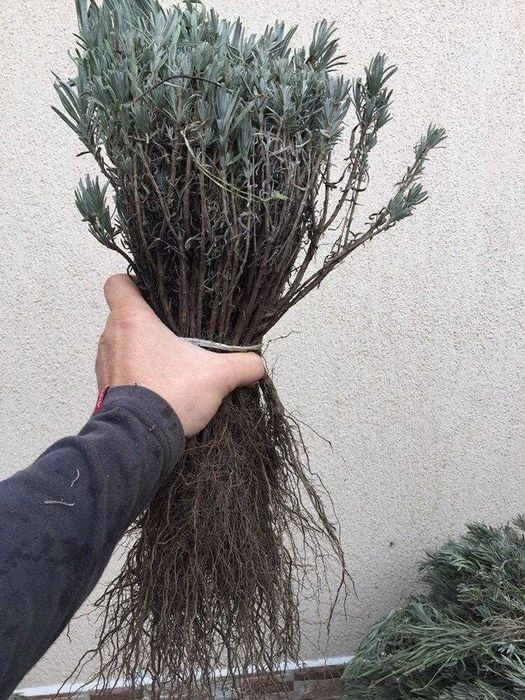 Butasi de lavanda