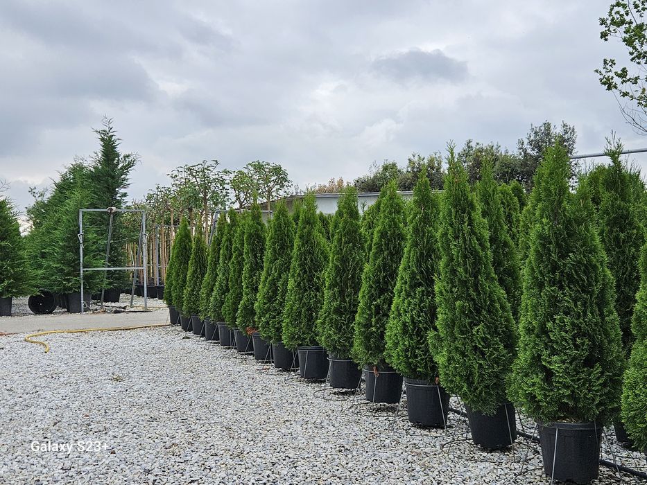 Vinem tuia smaragd de calitate extra