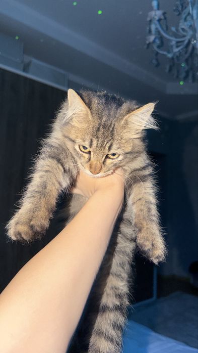 отдам котенка мальчика