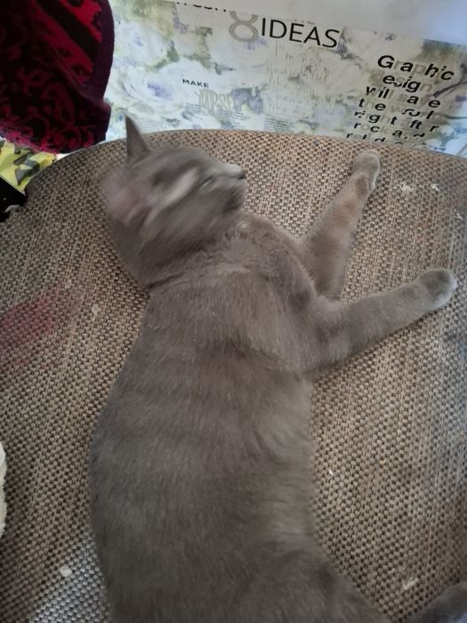 Катенок  девочка