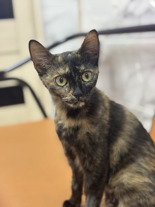 Ищу ласковой кошечке дом