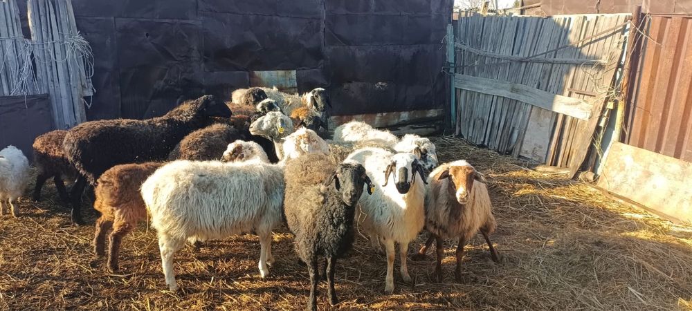Продам Баран с ягнятами